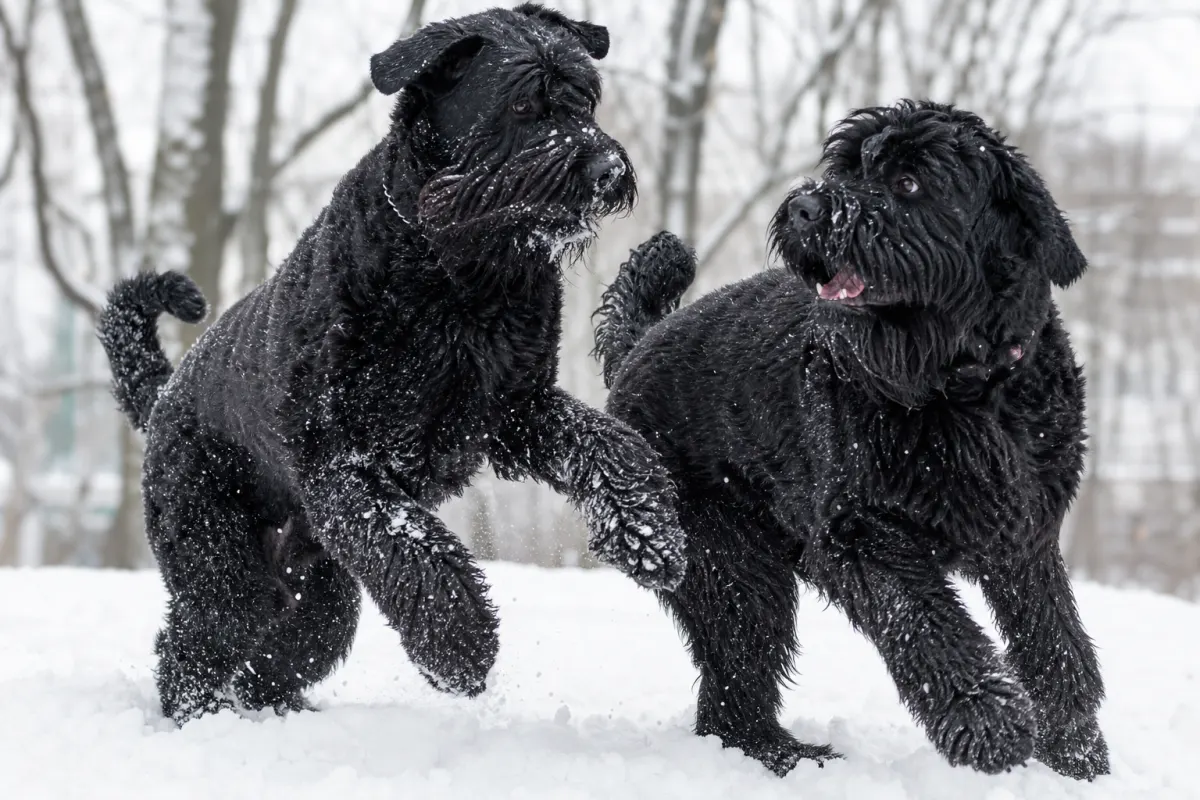 Romashka und Achill vom Amur beim gemeinsamen Toben im Schnee
