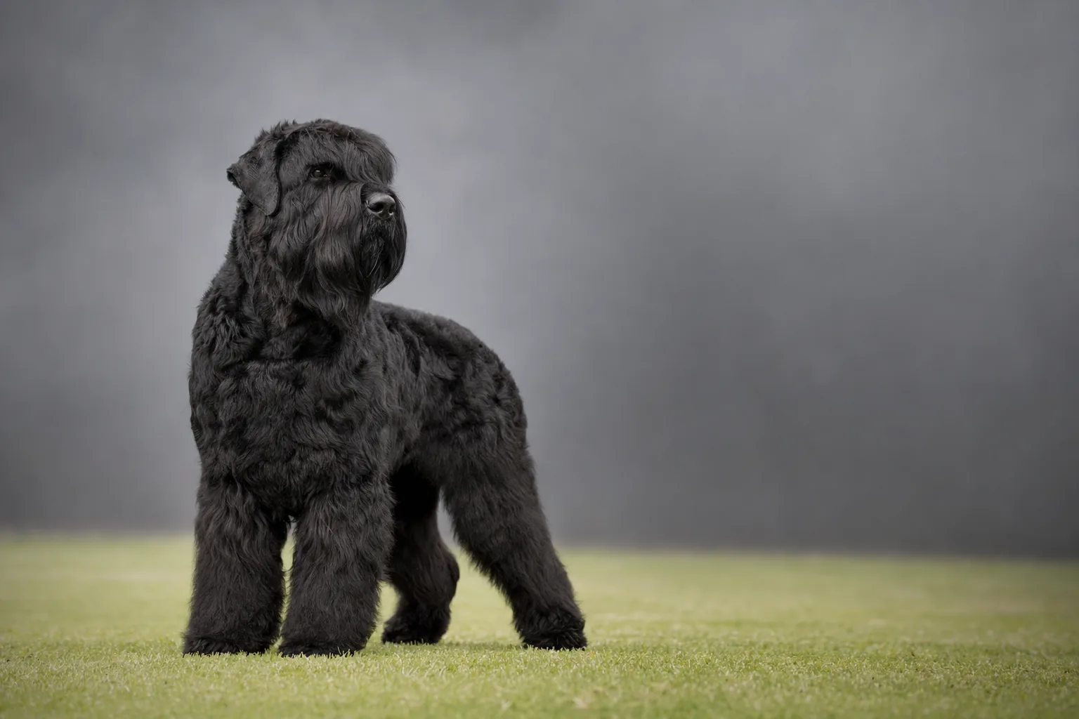 Erwachsener Schwarzer Russischer Terrier steht auf einer Wiese