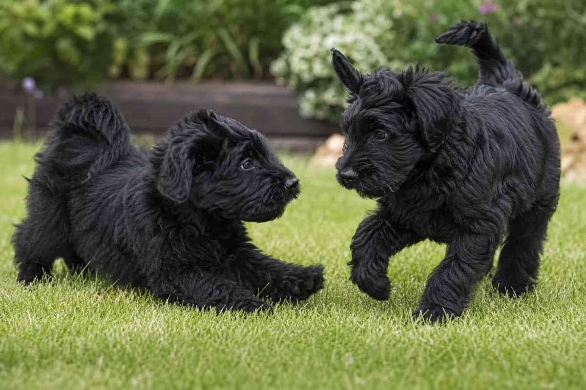 Zwei Welpen des Wurfs 2019 beim Spielen im Garten